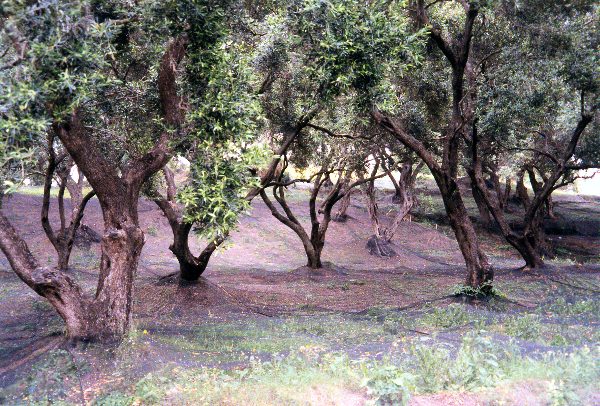 Typical Olive Trees at Corfu