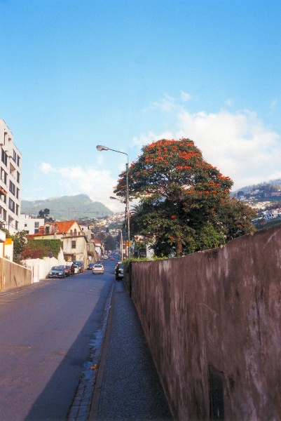 Road to Monte from Funchal